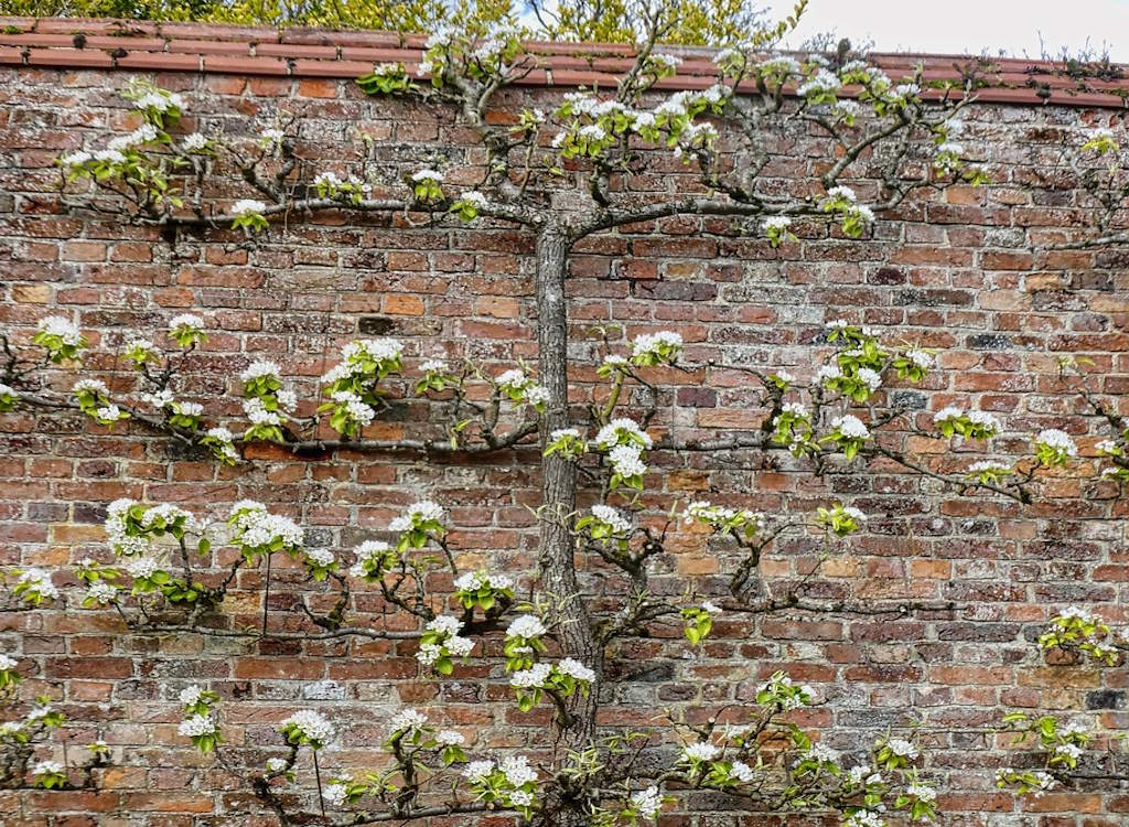 An espalier trained apple tree in bloom.