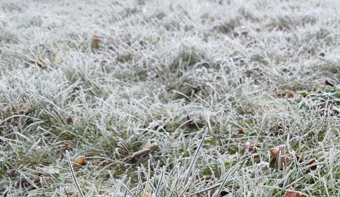 Ken’s jobs for the garden during January