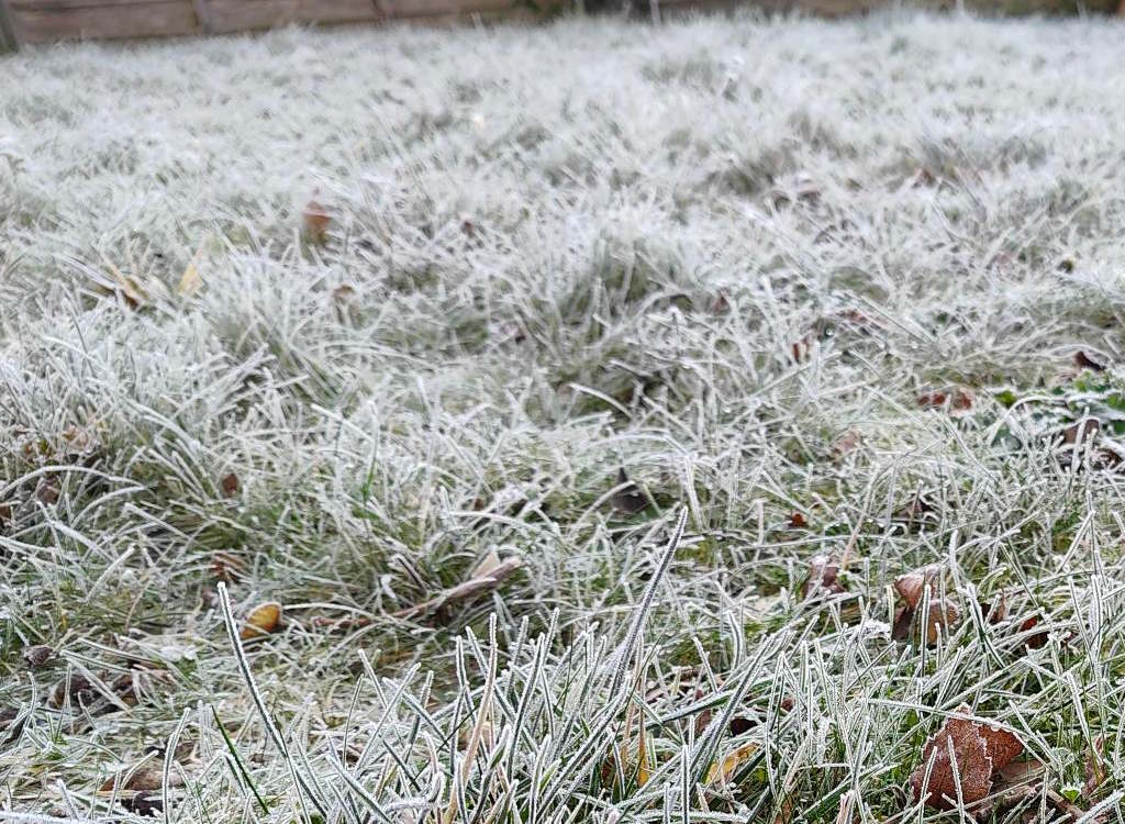 Ken’s jobs for the garden during January