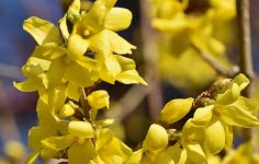 Hand prune forsythia says Ken