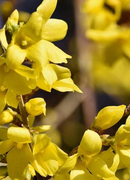 Hand prune forsythia says Ken