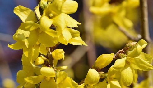 Hand prune forsythia says Ken