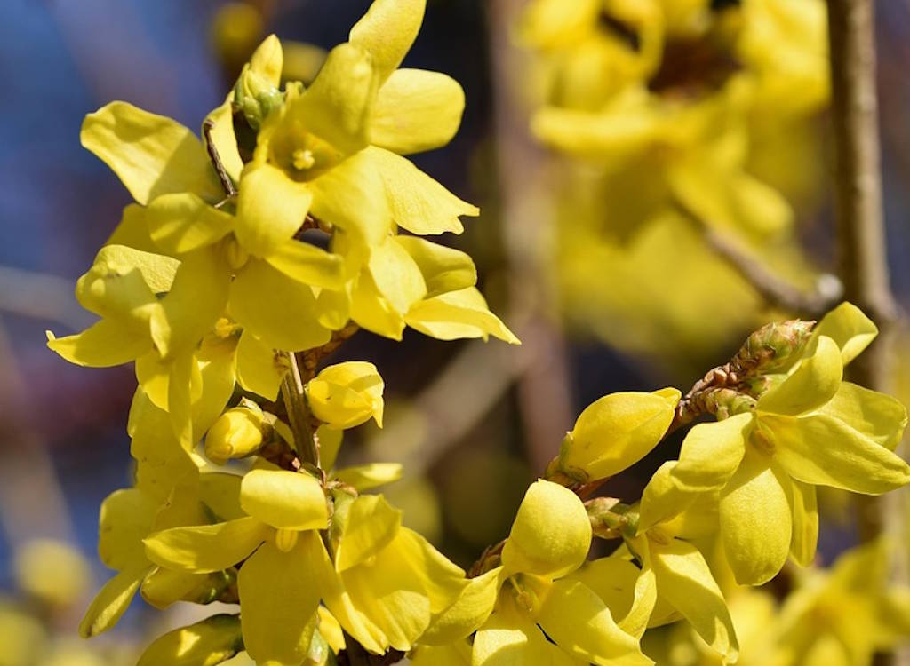 Hand prune forsythia says Ken