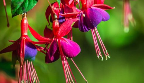 Pruning fuchsia