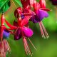 Pruning fuchsia