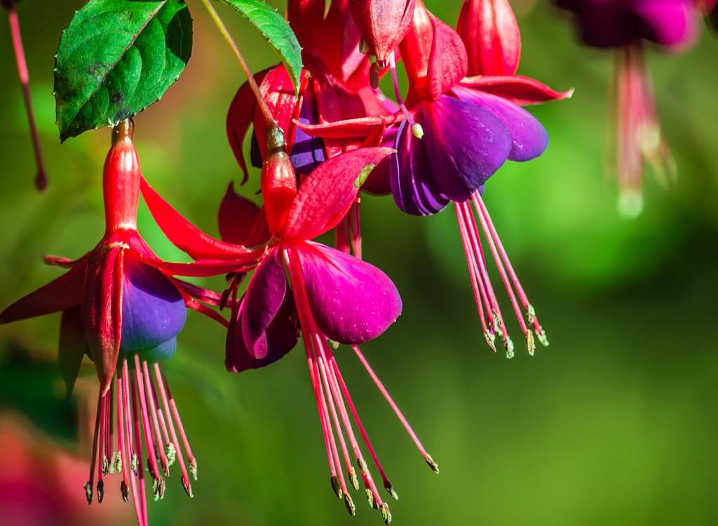 When to prune a fuchsia?