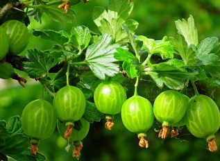 Christmas Advent calendar – Pomona Fruits