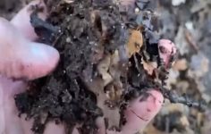 Making use of leaf mould – Create FREE soil