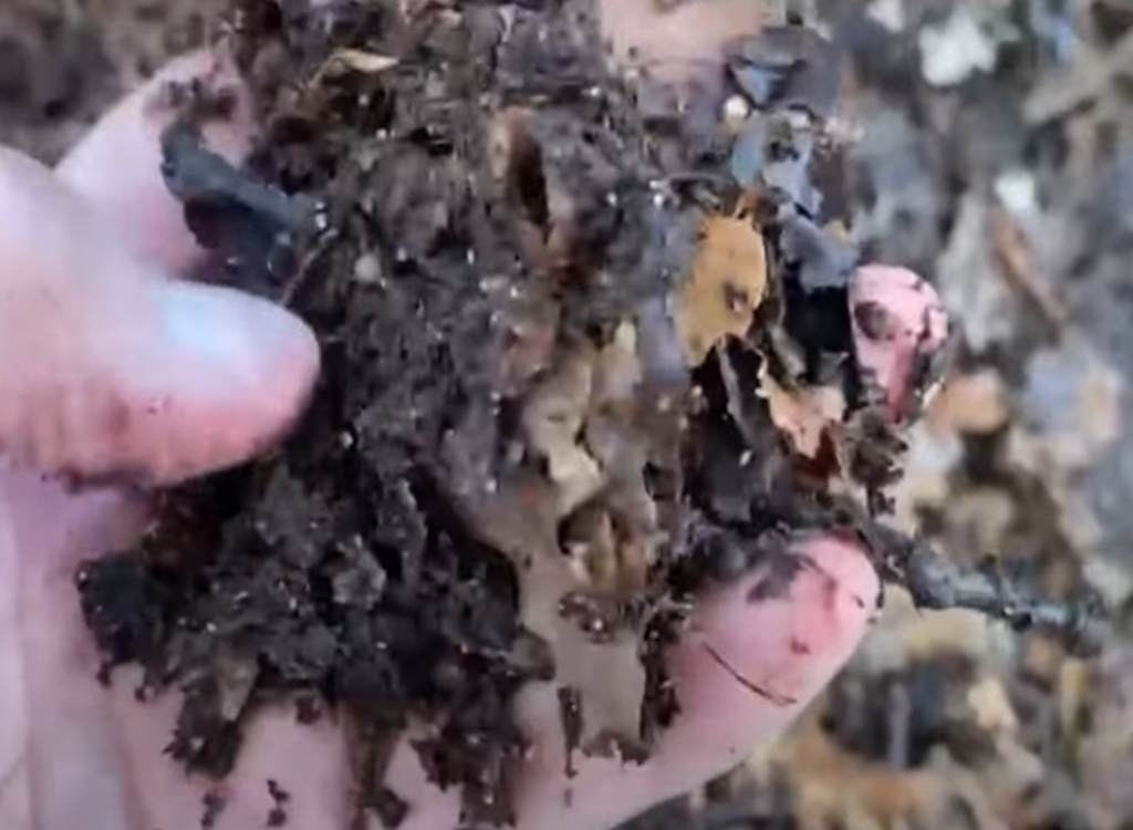 A hand holding leaf mould from a compost heap.