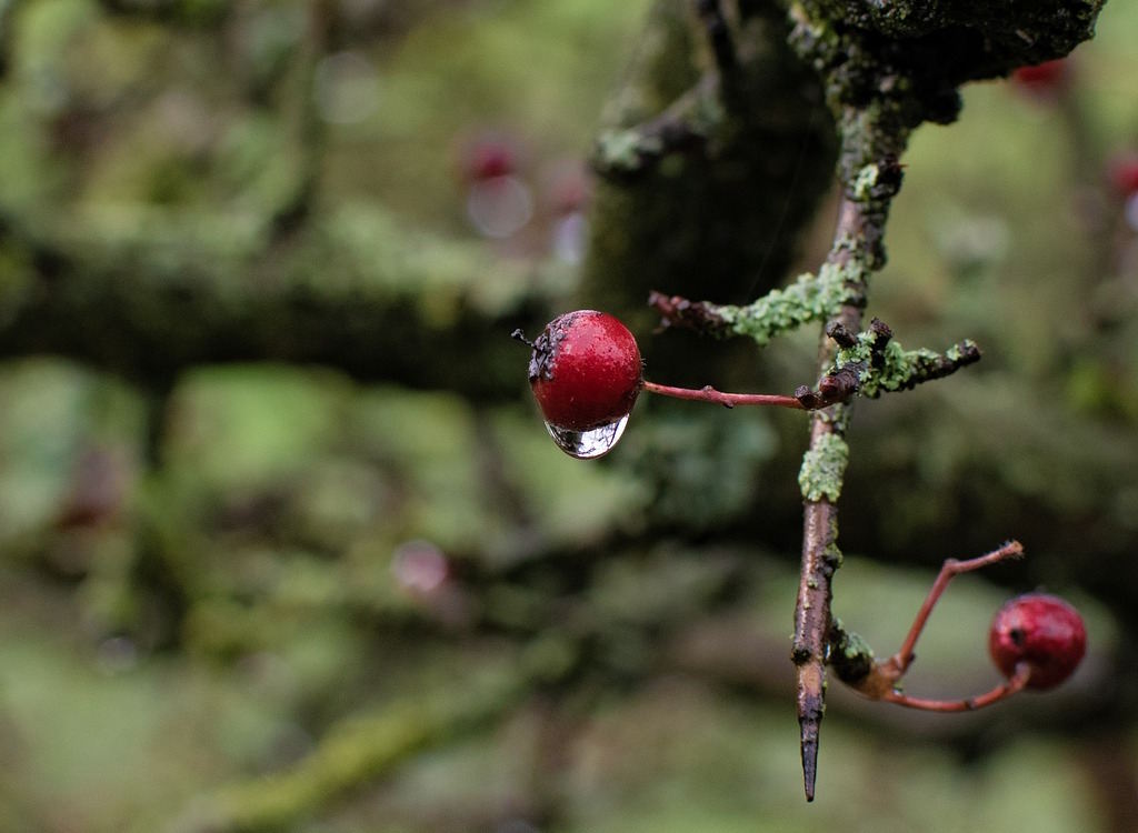 Old red hawthorn berries on a tree during winter.