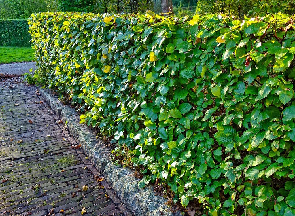 A trimmed hedge in a garden.