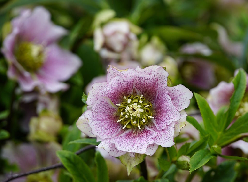 Hellebores known as the Christmas Rose in bloom.