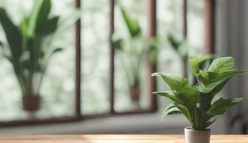 Brighten up your day with houseplants