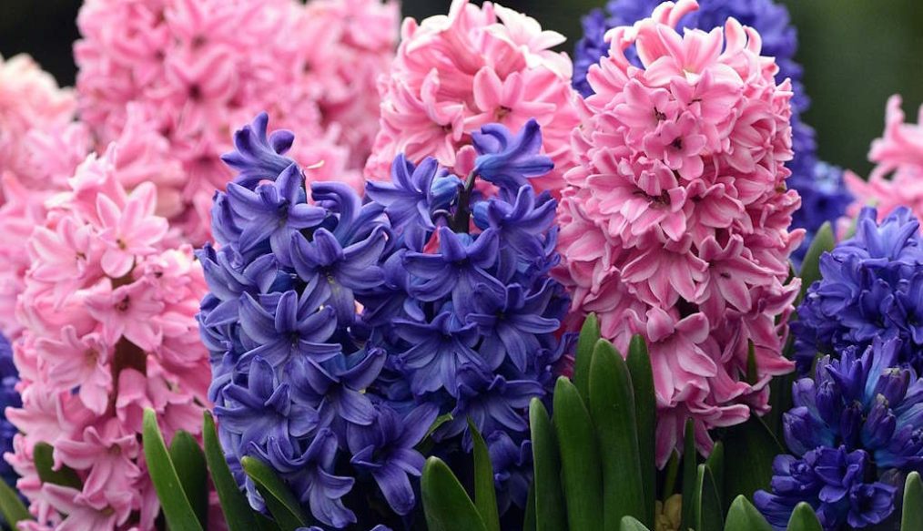 Recycling a couple of hyacinths
