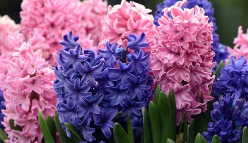 Recycling a couple of hyacinths