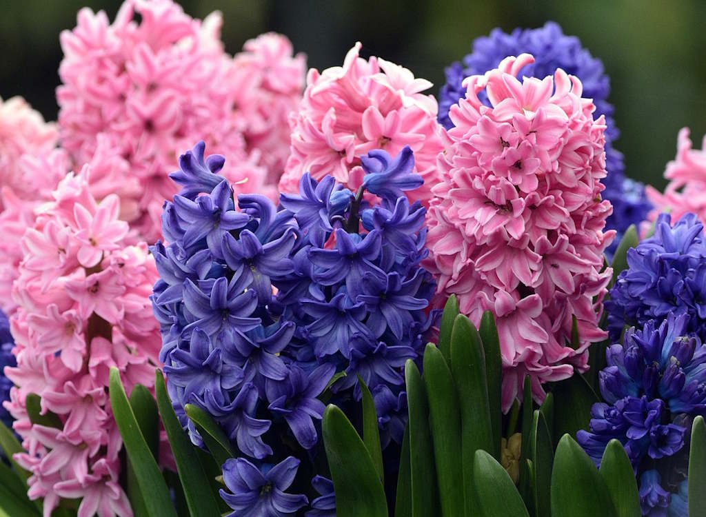 Recycling a couple of hyacinths