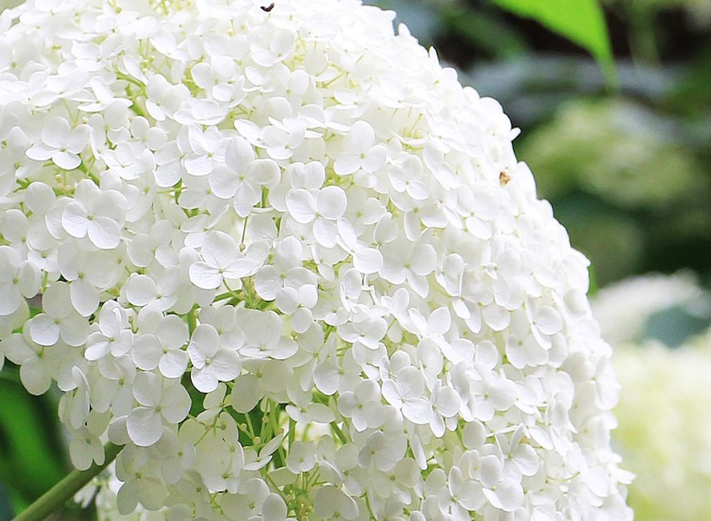 Hydrangea annabelle big bloom of white flowers.