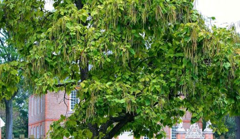 Indian bean tree – is it too near the house?