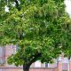 Indian bean tree – is it too near the house?