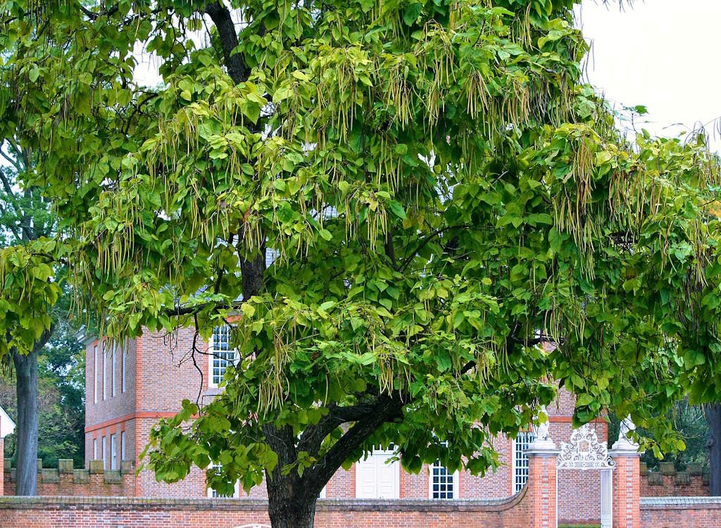 Indian bean tree next to a house.