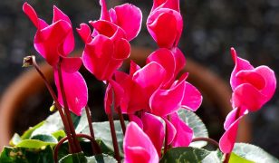 Indoor cyclamen is lacking buds – can Ken help?