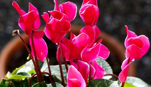 Indoor cyclamen is lacking buds – can Ken help?