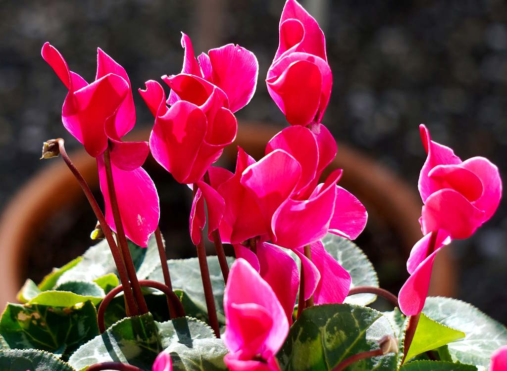 An indoor cyclamen blooms with pink flowers.