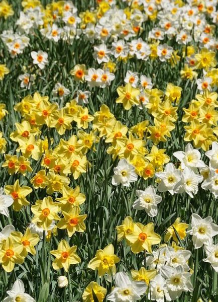 Jobs in the garden for April