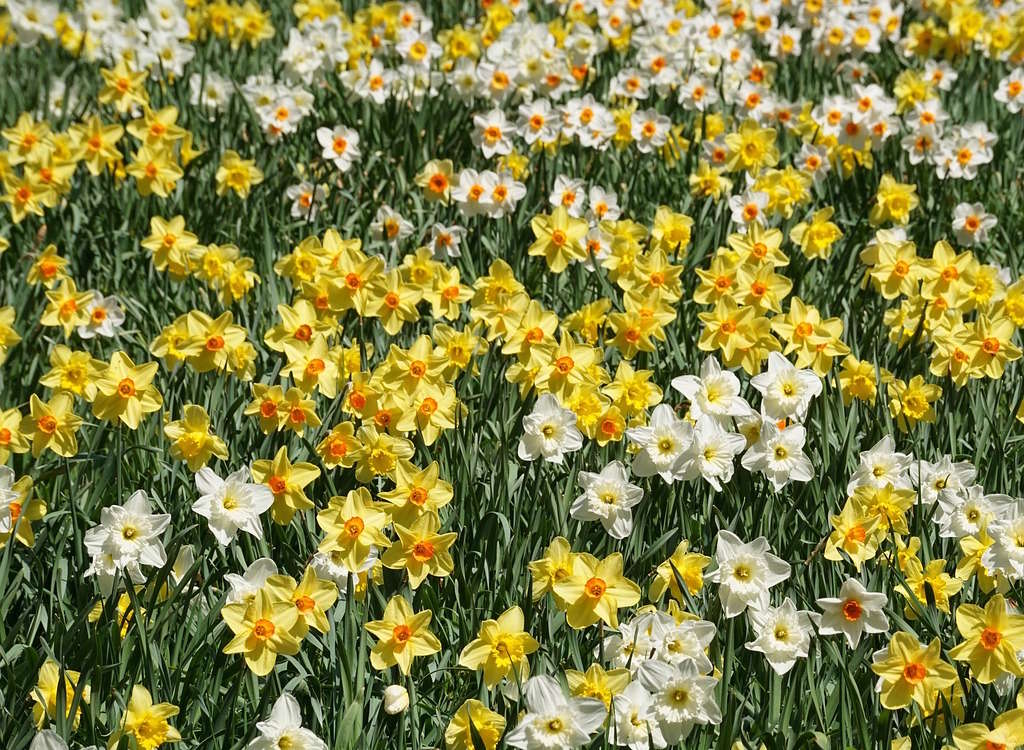 A large field of many different varieties of daffodils in bloom.