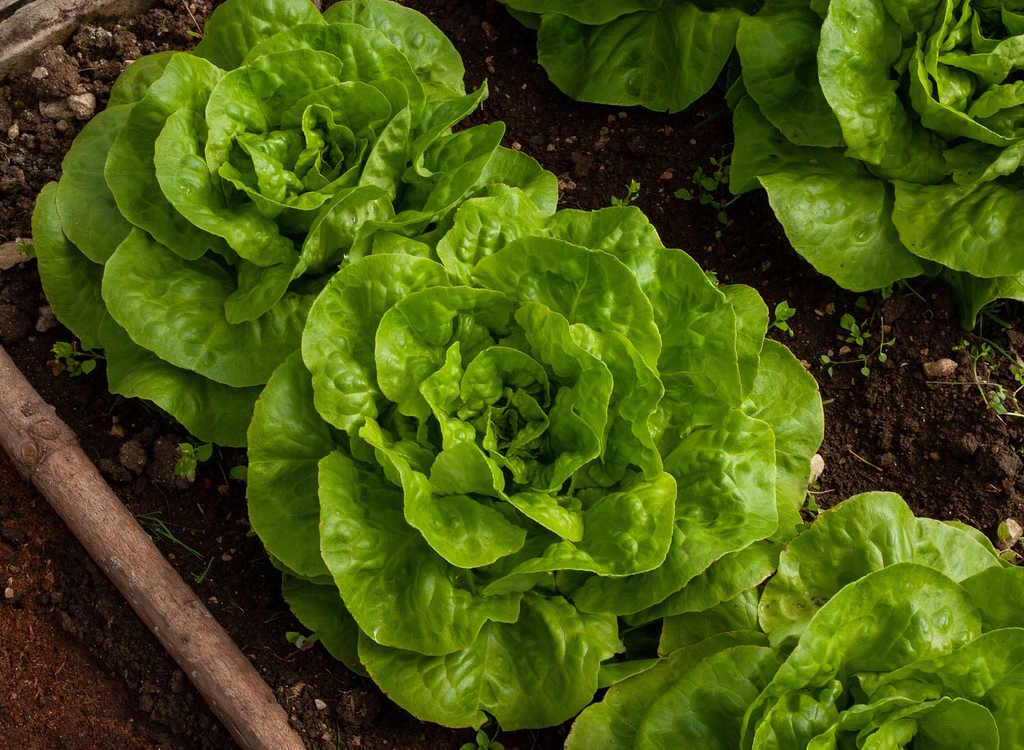 A row of green lettuces growing in a vegetable plot.