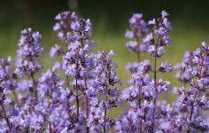 Ken answers your questions