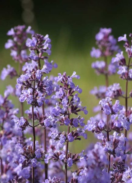 Ken answers your questions