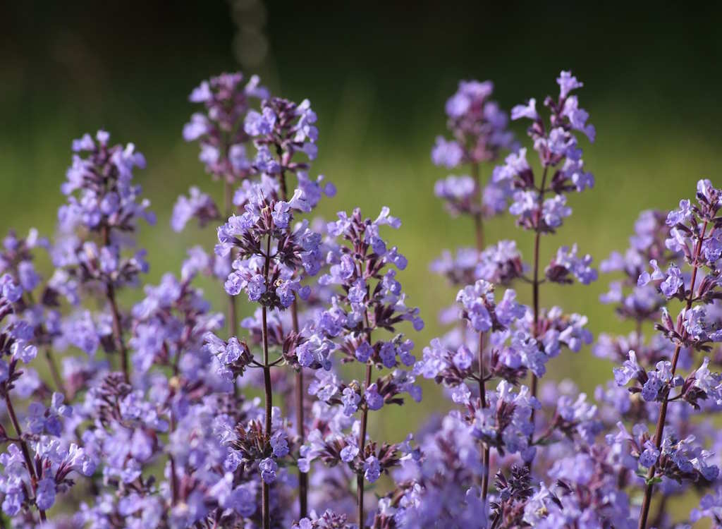 Nepeta known as 'catnip'.