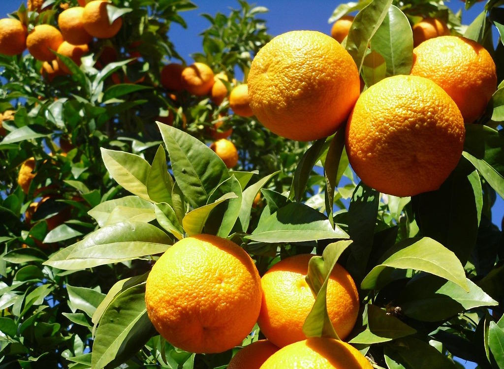 Oranges growing on trees in Seville under bright sunshine.