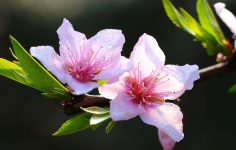 Covering peaches during the colder months