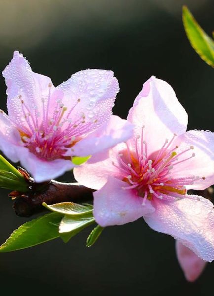 Covering peaches during the colder months