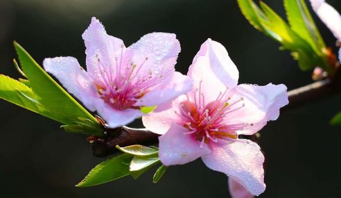 Covering peaches during the colder months