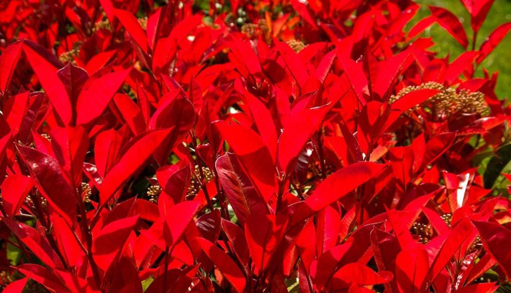 Wilting photinia ‘red robin’ hedge could have a fungal challenge