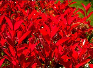 Wilting photinia ‘red robin’ hedge could have a fungal challenge