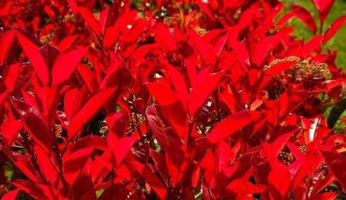 Wilting photinia ‘red robin’ hedge could have a fungal challenge