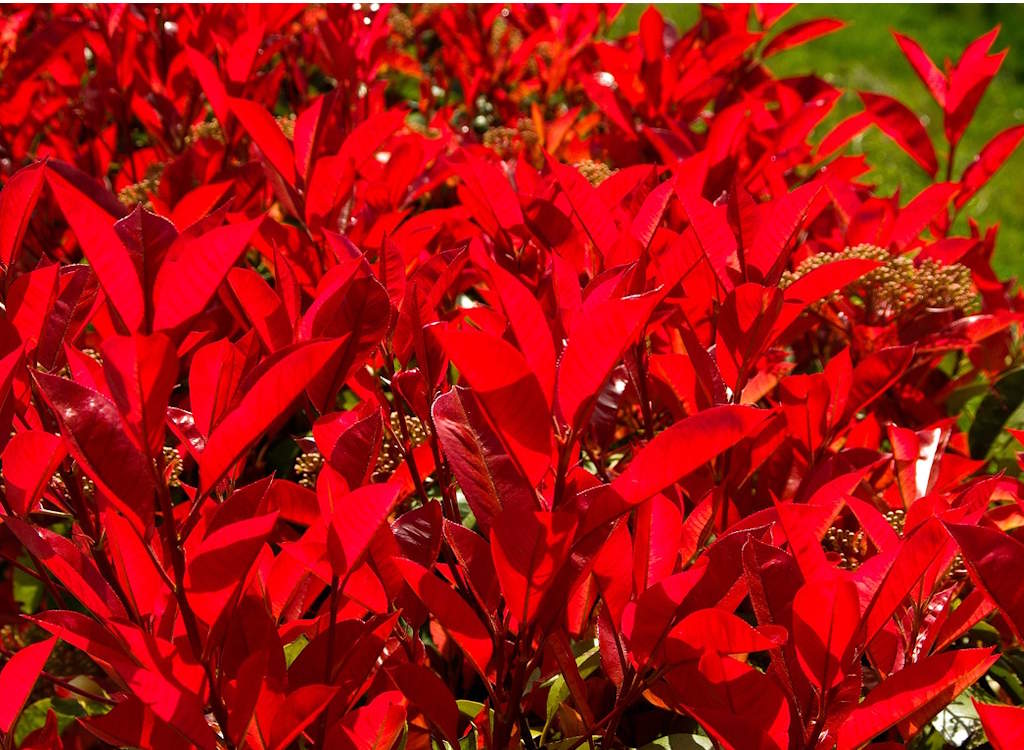 Bright red leaves of the Red Robin hedge known as photinia.