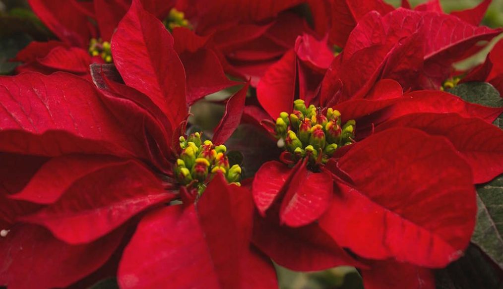 Poinsettias for Christmas