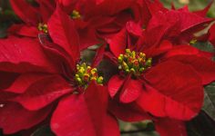 Poinsettias for Christmas