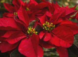 Poinsettias for Christmas
