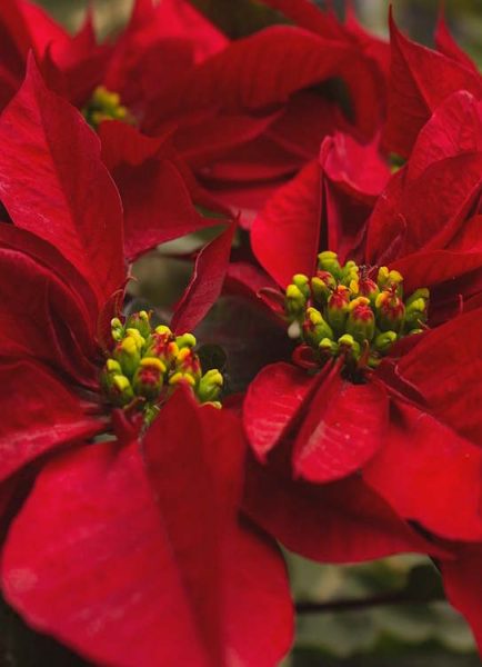 Poinsettias for Christmas