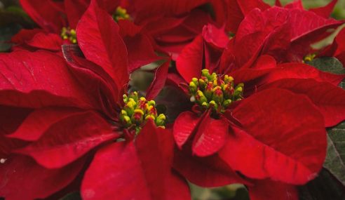 Make your poinsettias get red leaves again in time for Christmas