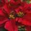 Poinsettias for Christmas