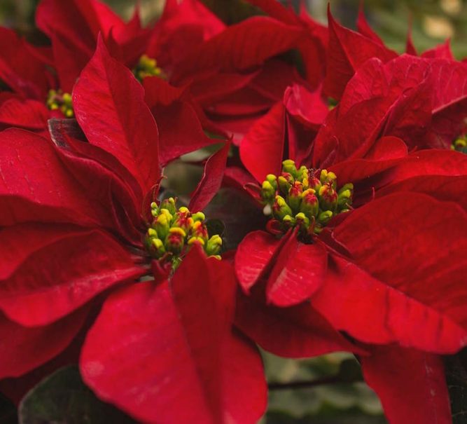 Poinsettias for Christmas