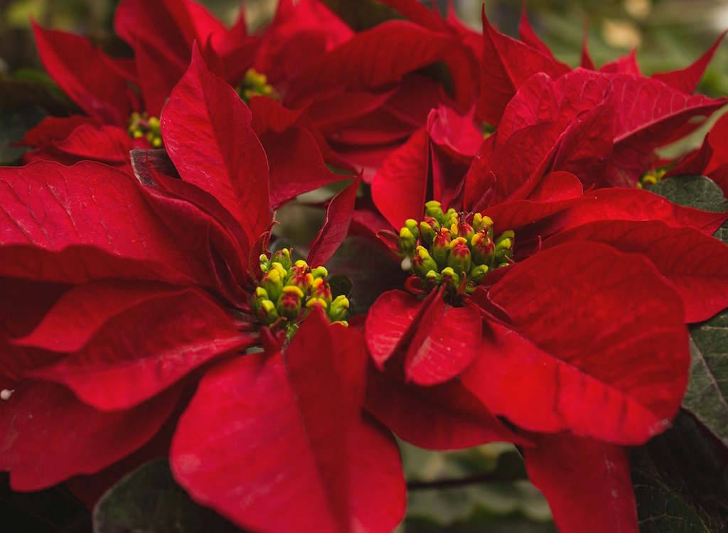 A poinsettia with red leaves.