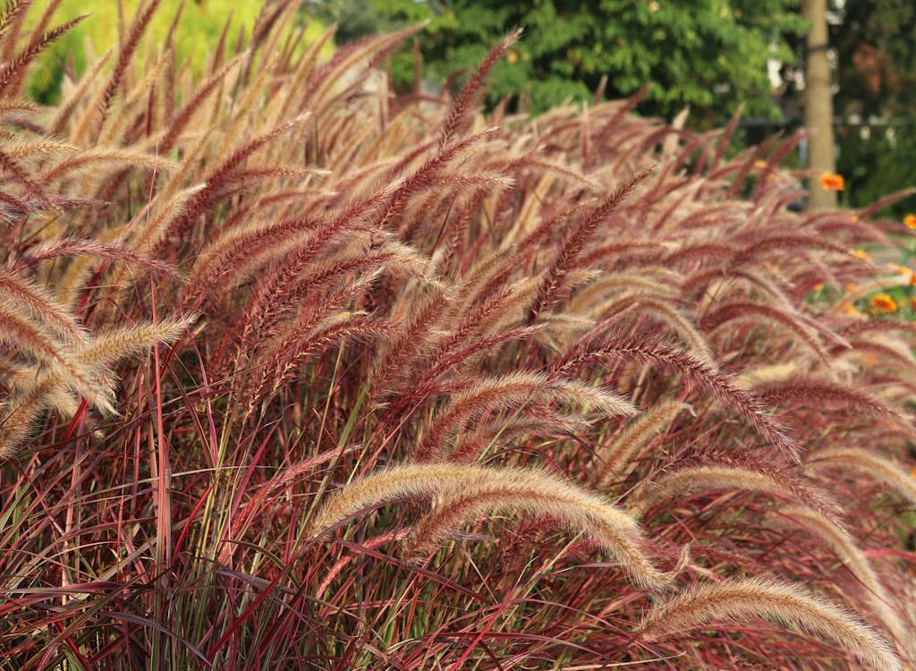 Purple fountain grass.